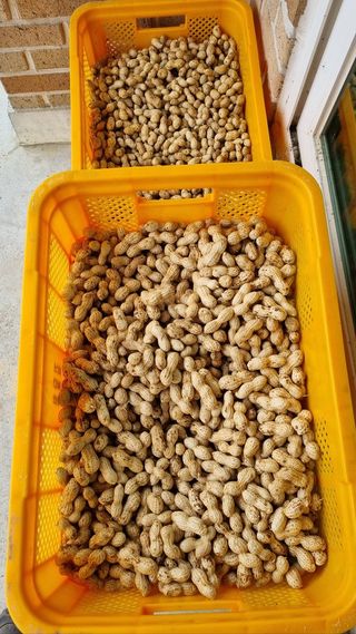 대추님의 참깨 · 영농일지 작성글 사진