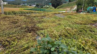 정금기님의 기타작물 · 영농일지 작성글 사진