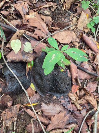 무주설천면 반딧팝님의 기타작물 · 영농일지 작성글 사진