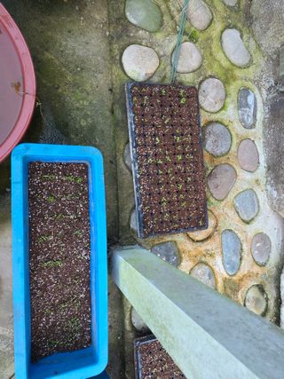 경주농장님의 마늘 · 영농일지 작성글 사진