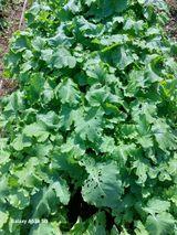 팜모닝 기타작물·영농일지 게시글 이미지