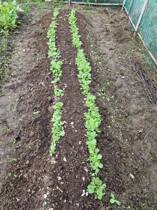 매실향기차향기님의 기타작물 · 영농일지 작성글 사진