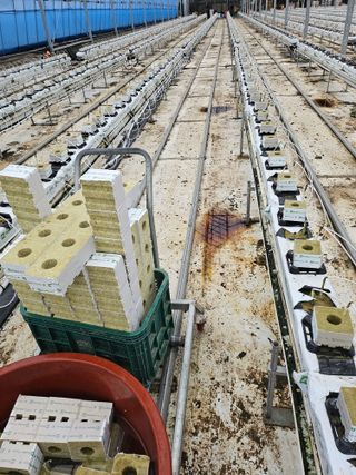 태이린팜님의 오이 · 영농일지 작성글 사진