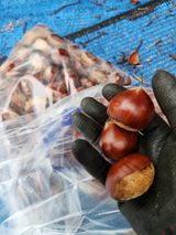 팜모닝 감·영농일지 게시글 이미지