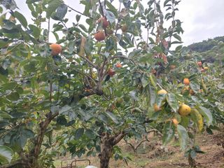 단감당감님의 감 · 영농일지 작성글 사진