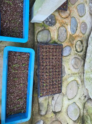 경주농장님의 마늘 · 영농일지 작성글 사진