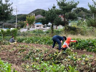 이종상님의 고구마 · 영농일지 작성글 사진