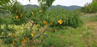 포도6841님의 복숭아 · 영농일지 작성글 사진