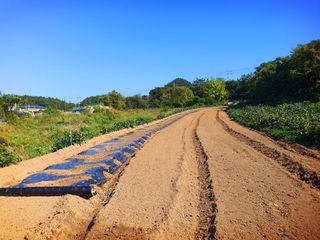오이8898황산면님의 마늘 · 영농일지 작성글 사진