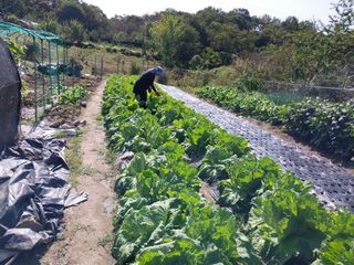 이준영님의 기타작물 · 영농일지 작성글 사진