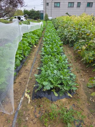 이진기님의 배추 · 영농일지 작성글 사진