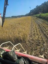 팜모닝 벼·영농일지 게시글 이미지