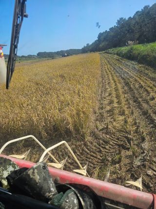 차춘석 님의 벼 · 영농일지 작성글 사진