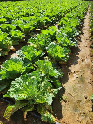 김저팔계님의 배추 · 영농일지 작성글 사진