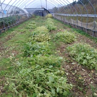 김진영님의 기타작물 · 영농일지 작성글 사진