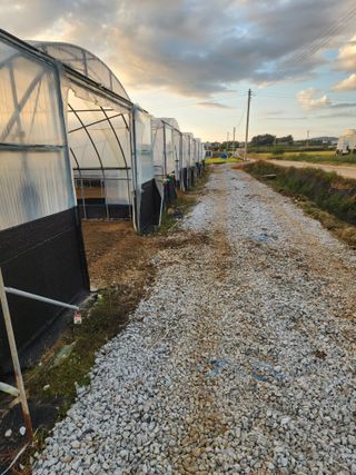 김저팔계님의 배추 · 영농일지 작성글 사진