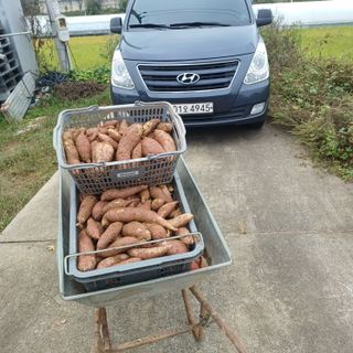 김진영님의 기타작물 · 영농일지 작성글 사진