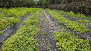 이지은님의 들깨 · 영농일지 작성글 사진