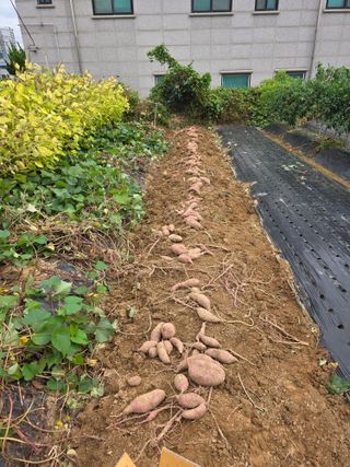 이진기님의 배추 · 영농일지 작성글 사진