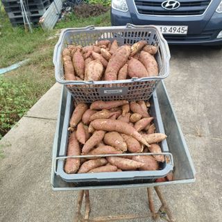 김진영님의 기타작물 · 영농일지 작성글 사진