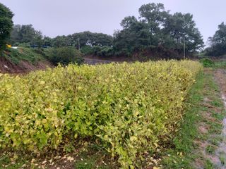 미카엘농장님의 기타작물 · 영농일지 작성글 사진