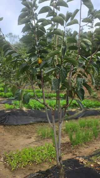 김응진님의 배추 · 영농일지 작성글 사진