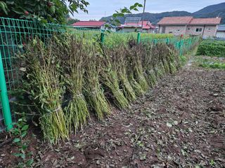 경달현님의 들깨 · 영농일지 작성글 사진