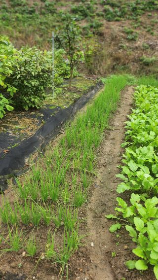 김응진님의 배추 · 영농일지 작성글 사진