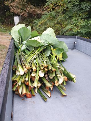 샤이니바다님의 기타작물 · 영농일지 작성글 사진