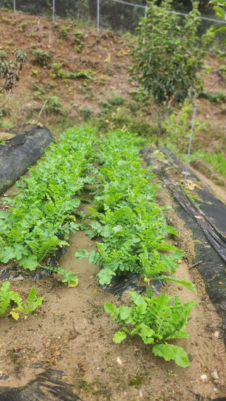 김응진님의 배추 · 영농일지 작성글 사진