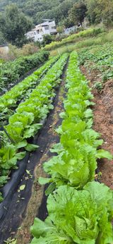 팜모닝 배추·영농일지 게시글 이미지