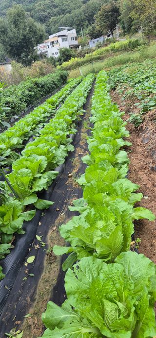 매실21434님의 배추 · 영농일지 작성글 사진