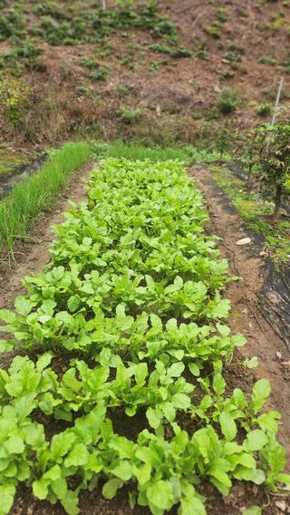 김응진님의 배추 · 영농일지 작성글 사진