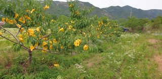포도6841님의 복숭아 · 영농일지 작성글 사진