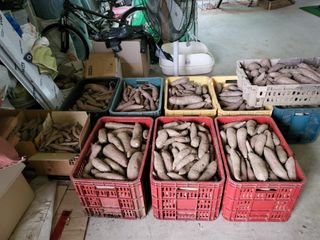 전선경님의 고구마 · 영농일지 작성글 사진