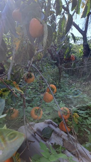 서은숙님의 감 · 영농일지 작성글 사진