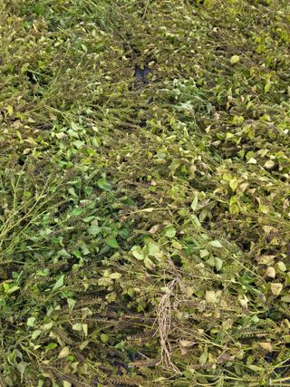 병섭님의 들깨 · 영농일지 작성글 사진