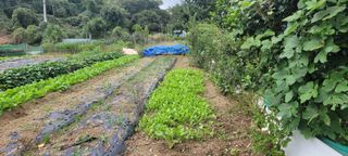 차동근님의 기타작물 · 영농일지 작성글 사진