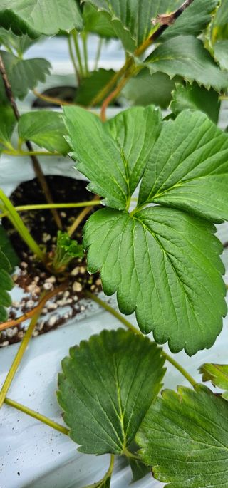 백암제이하우스님의 딸기 · 영농일지 작성글 사진