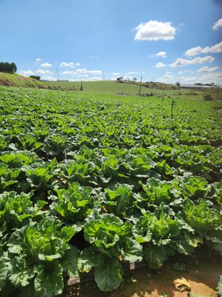 김저팔계님의 배추 · 영농일지 작성글 사진
