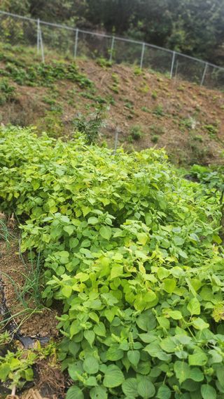 김응진님의 배추 · 영농일지 작성글 사진
