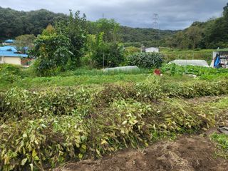 전선경님의 들깨 · 영농일지 작성글 사진