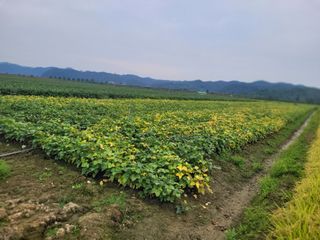 김춘성님의 기타작물 · 영농일지 작성글 사진