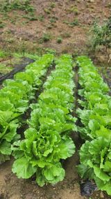 팜모닝 배추·영농일지 게시글 이미지