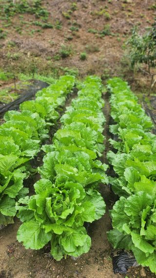 김응진님의 배추 · 영농일지 작성글 사진