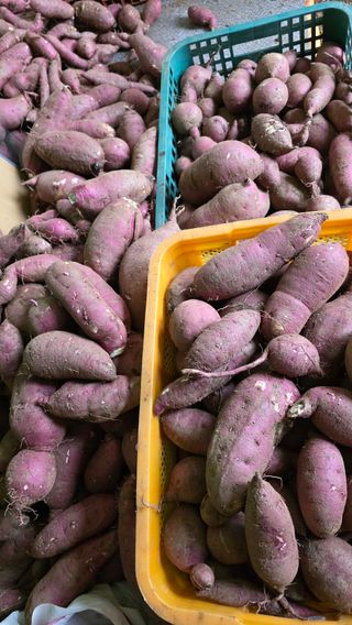 이석형님의 고구마 · 영농일지 작성글 사진