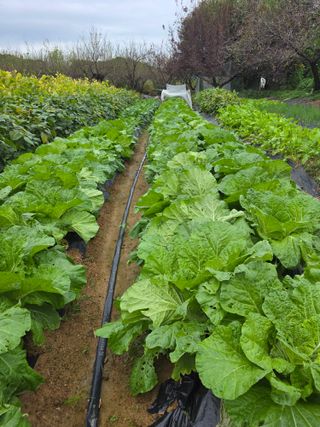 이진기님의 배추 · 영농일지 작성글 사진