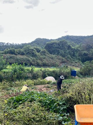 이석형님의 고구마 · 영농일지 작성글 사진