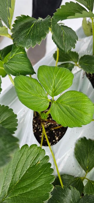 백암제이하우스님의 딸기 · 영농일지 작성글 사진