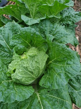 샤이니바다님의 기타작물 · 영농일지 작성글 사진